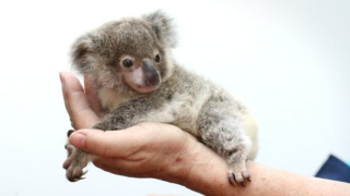 Illustration for article titled And now, a baby koala sitting in a tea cup